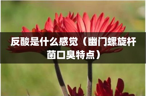 反酸是什么感觉(幽门螺旋杆菌口臭特点)