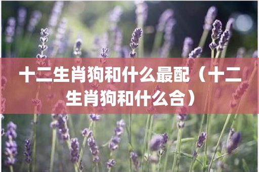 十二生肖狗和什么最配（十二生肖狗和什么合）