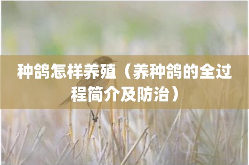 种鸽怎样养殖（养种鸽的全过程简介及防治）