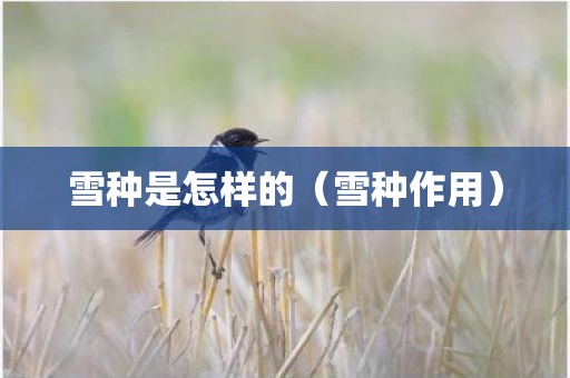 雪种是怎样的（雪种作用）