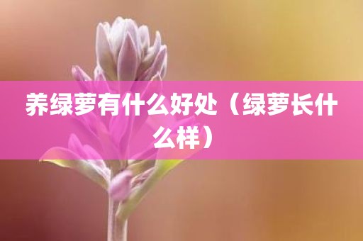 养绿萝有什么好处（绿萝长什么样）