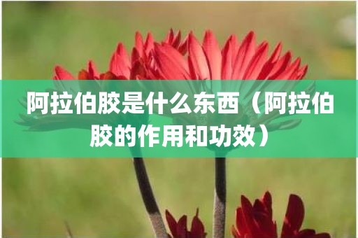 阿拉伯胶是什么东西（阿拉伯胶的作用和功效）