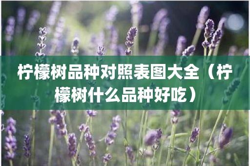 柠檬树品种对照表图大全（柠檬树什么品种好吃）