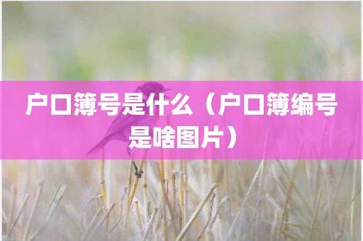 户口簿号是什么（户口簿编号是啥图片）