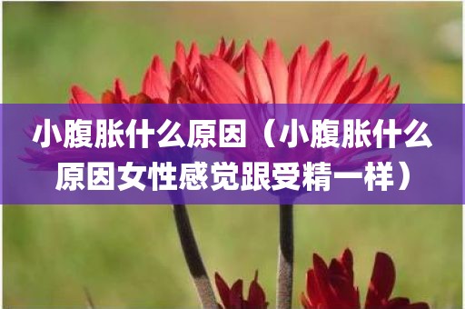 小腹胀什么原因（小腹胀什么原因女性感觉跟受精一样）