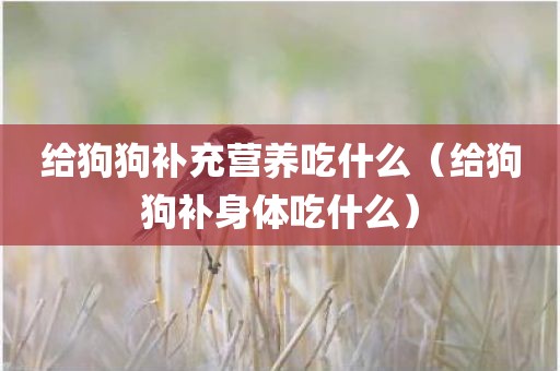 给狗狗补充营养吃什么（给狗狗补身体吃什么）