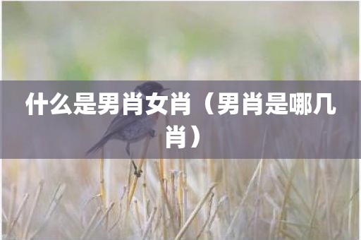 什么是男肖女肖（男肖是哪几肖）