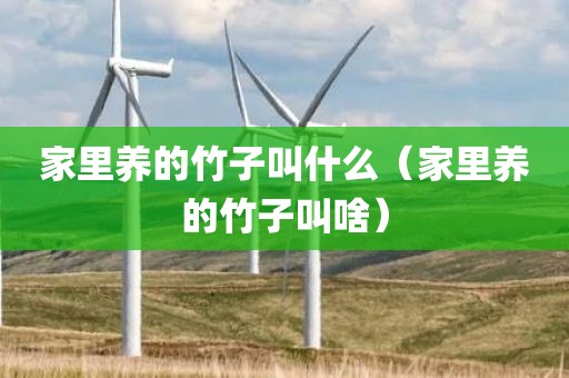 家里养的竹子叫什么(家里养的竹子叫啥)