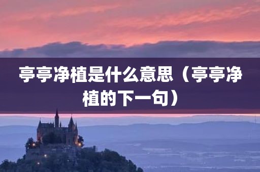 亭亭净植是什么意思（亭亭净植的下一句）