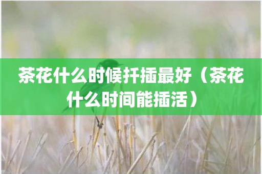 茶花什么时候扦插最好（茶花什么时间能插活）