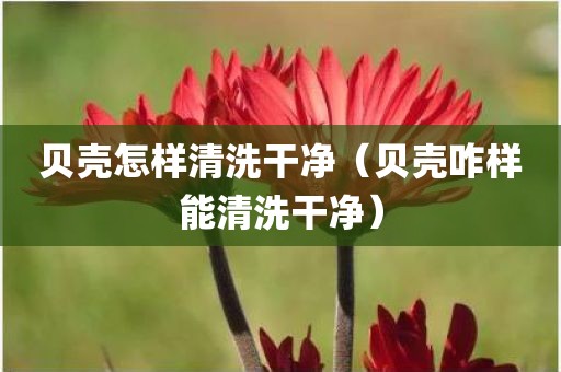 贝壳怎样清洗干净（贝壳咋样能清洗干净）