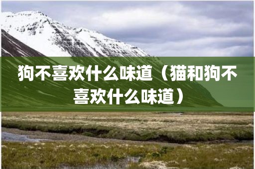 狗不喜欢什么味道（猫和狗不喜欢什么味道）