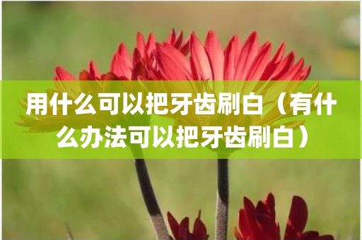 用什么可以把牙齿刷白（有什么办法可以把牙齿刷白）