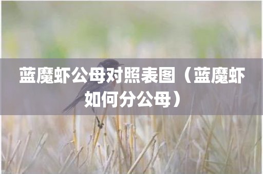 蓝魔虾公母对照表图（蓝魔虾如何分公母）
