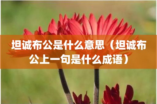 坦诚布公是什么意思（坦诚布公上一句是什么成语）