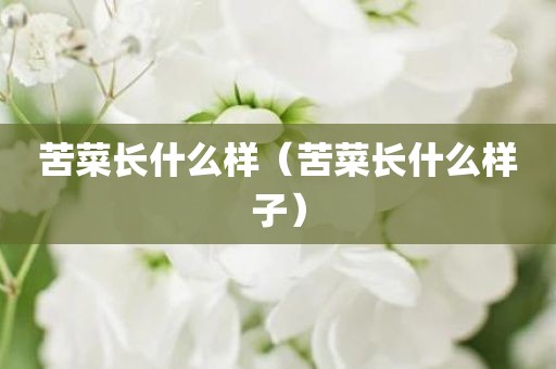 苦菜长什么样（苦菜长什么样子）