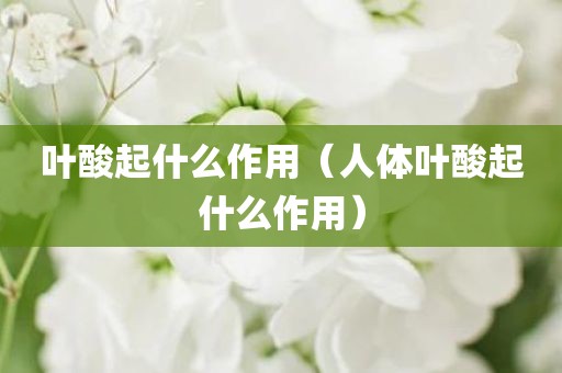 叶酸起什么作用（人体叶酸起什么作用）