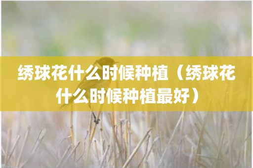 绣球花什么时候种植（绣球花什么时候种植最好）