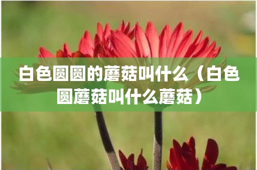 白色圆圆的蘑菇叫什么（白色圆蘑菇叫什么蘑菇）