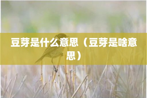 豆芽是什么意思（豆芽是啥意思）
