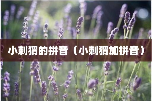 小刺猬的拼音（小刺猬加拼音）