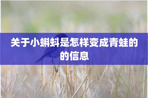 关于小蝌蚪是怎样变成青蛙的的信息