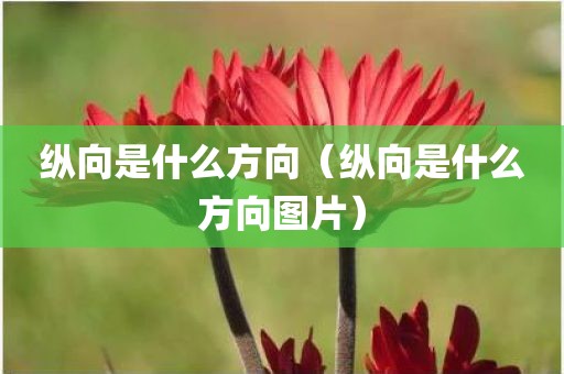 纵向是什么方向（纵向是什么方向图片）
