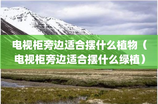 电视柜旁边适合摆什么植物（电视柜旁边适合摆什么绿植）