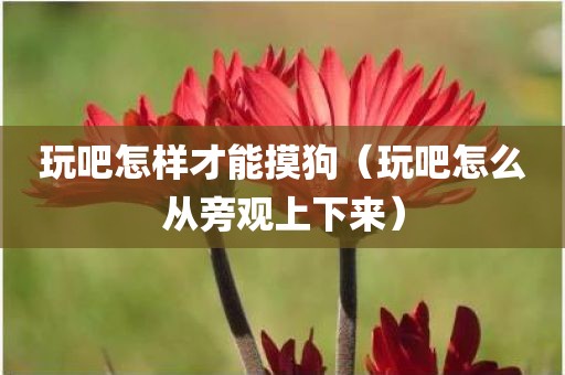 玩吧怎样才能摸狗（玩吧怎么从旁观上下来）