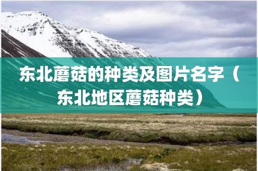 东北蘑菇的种类及图片名字（东北地区蘑菇种类）
