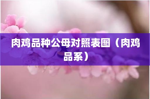 肉鸡品种公母对照表图（肉鸡品系）