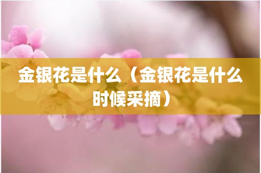 金银花是什么（金银花是什么时候采摘）