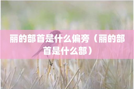 丽的部首是什么偏旁（丽的部首是什么部）