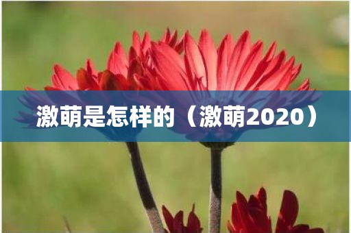 激萌是怎样的（激萌2020）