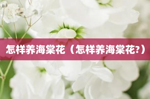 怎样养海棠花（怎样养海棠花?）