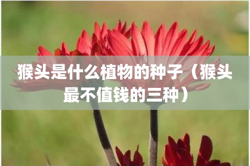 猴头是什么植物的种子（猴头最不值钱的三种）