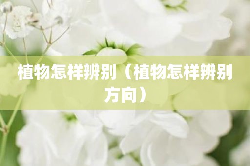 植物怎样辨别（植物怎样辨别方向）
