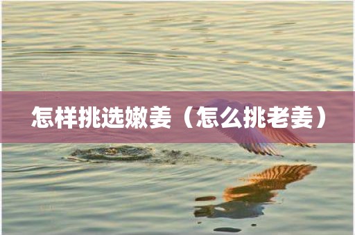 怎样挑选嫩姜（怎么挑老姜）