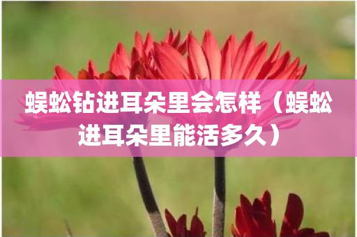 蜈蚣钻进耳朵里会怎样(蜈蚣进耳朵里能活多久)