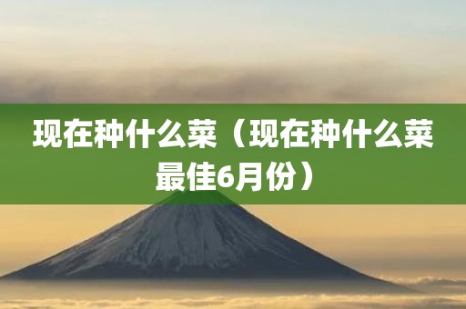 现在种什么菜（现在种什么菜最佳6月份）