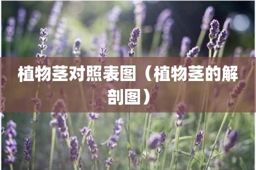 植物茎对照表图（植物茎的解剖图）