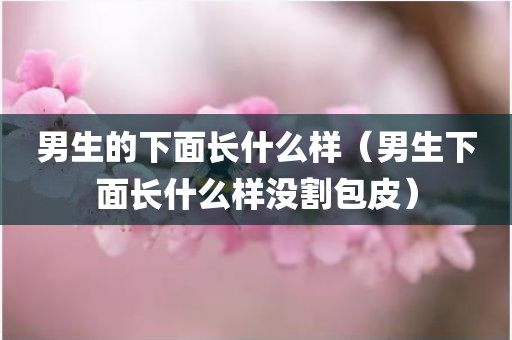 男生的下面长什么样(男生下面长什么样没割包皮)