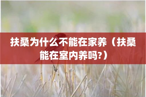 扶桑为什么不能在家养(扶桑能在室内养吗?)